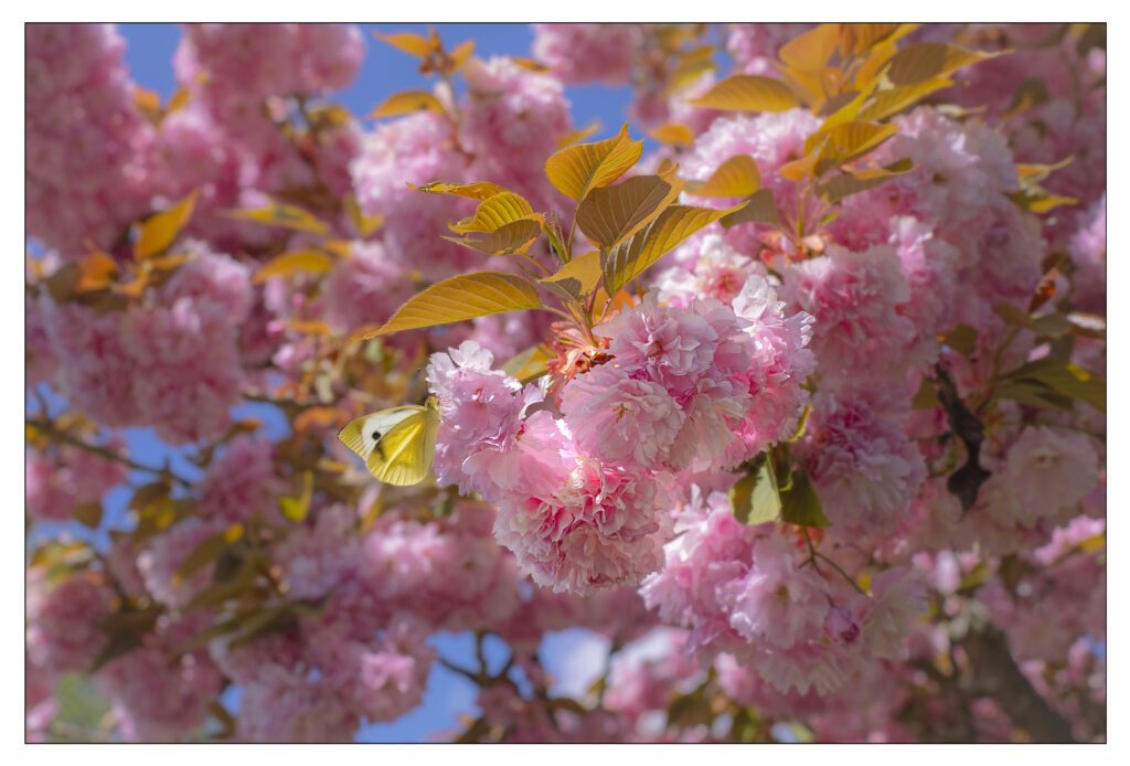 SPRING-TIME